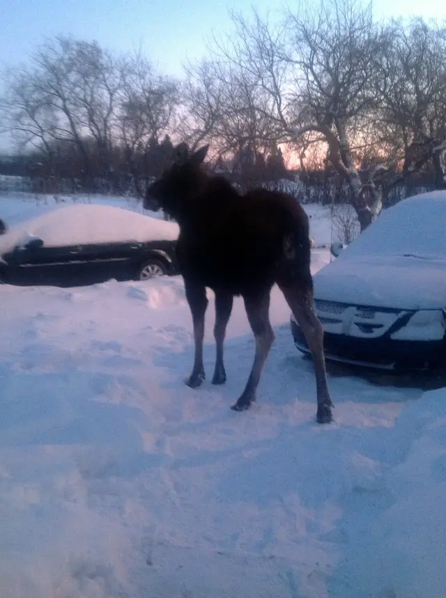 Moose among snowy cars in Rama